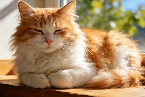 猫窝选封闭款还是开放款？不同季节猫窝怎么选？